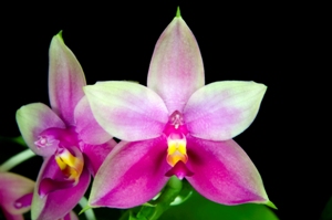 Phalaenopsis vilolacea fma. sumatrana Arnie AM/AOS 85 pts.